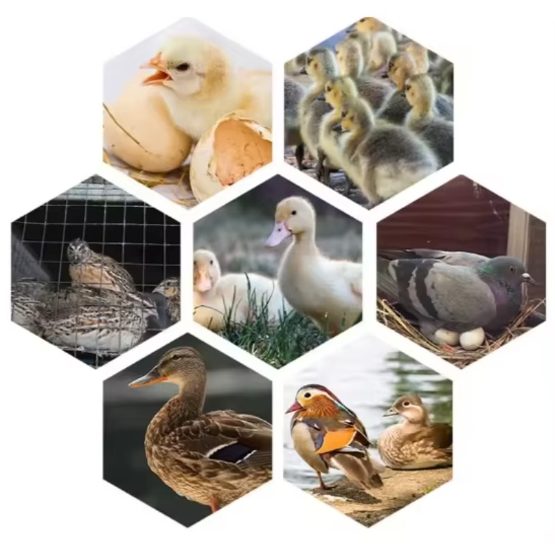 Poultry Egg Incubator Machine  - огляд і ціна Poultry Incubator